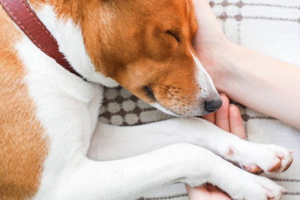 istock Girl holding paws and dog head. 872382708