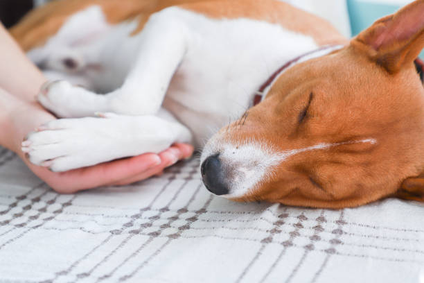 istock Girl holding paws and dog head. 872382748