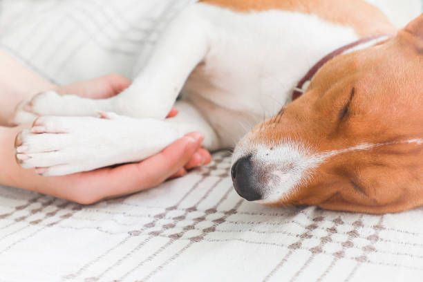 istock Girl holding paws and dog head. 872382774