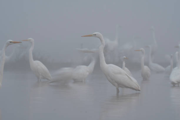 istock Flock of Egrets in misty morning 872385106