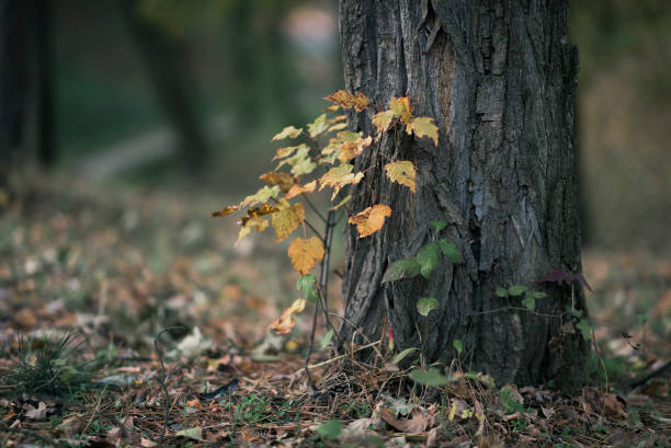 istock Small offspring tree by the big in autumn 872385964