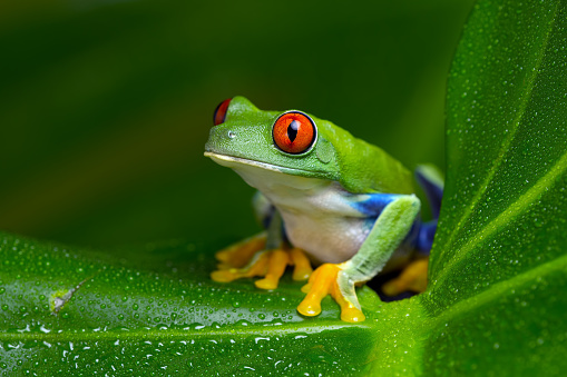 Close-up of red-eyed tree frog sitting in rainforest.