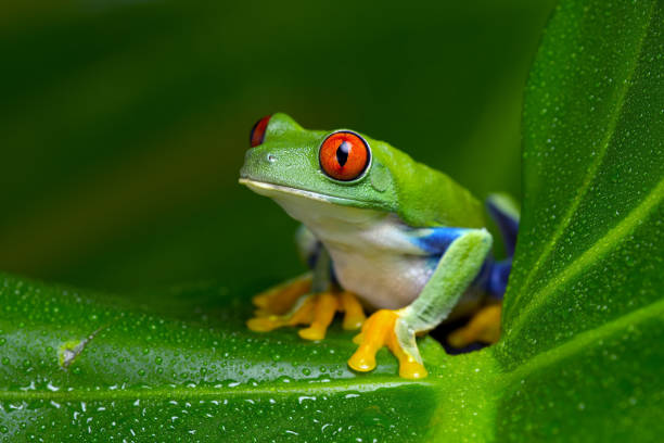 Red-Eyed Amazon Tree Frog (Agalychnis Callidryas) Red-Eyed Amazon Tree Frog (Agalychnis Callidryas) on wet palm leaf amphibian stock pictures, royalty-free photos & images