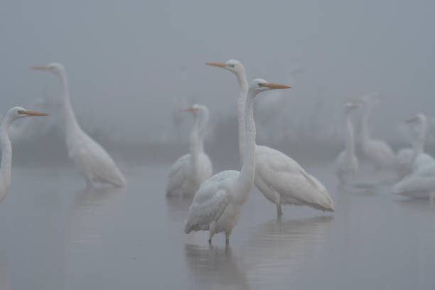 istock Flock of Egrets in misty morning 872389692