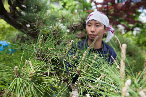 Young Japanese Gardener