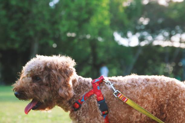 istock Cute toy poodle portraits 872390680