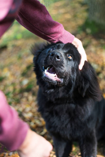istock Newfoundland is playing in the woods with his master 872392960