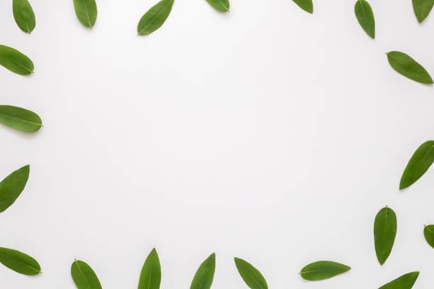 istock Green leaves isolated on the white background. Top view, flat lay. Copyspace. 872393914