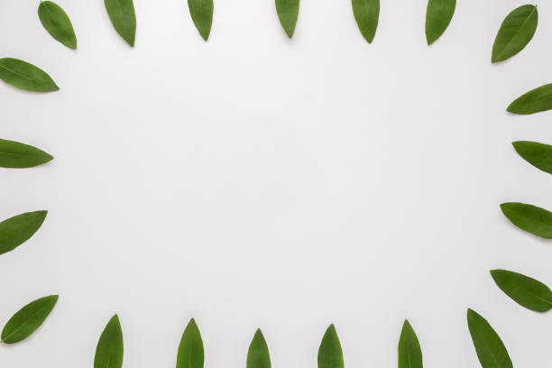 istock Green leaves frame isolated on the white background. Top view, flat lay. Copyspace. 872394034
