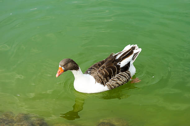 Ducks swimming in the green lake