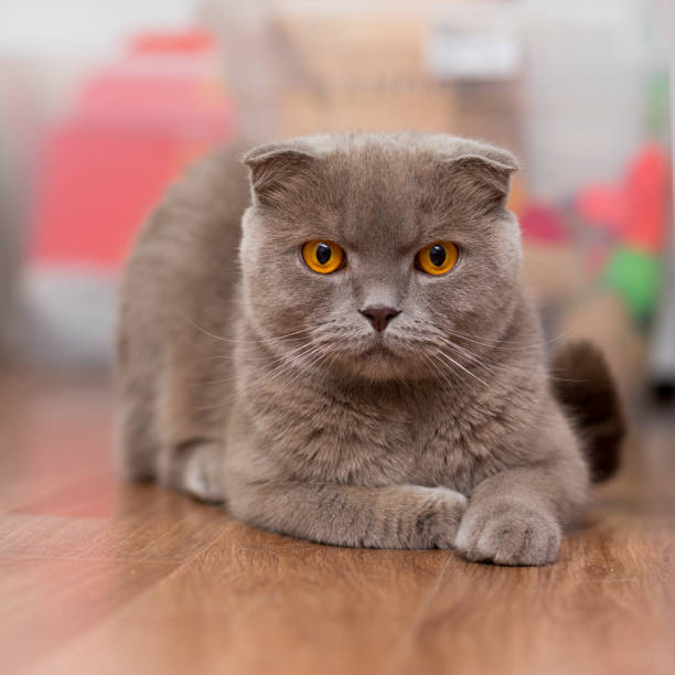 istock cat breed Scottish Fold, brown color with orange eyes lying on the floor 872398728