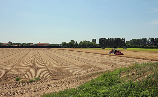 Field cultivated with lettuce and tractor  in the Po Valley in Italy