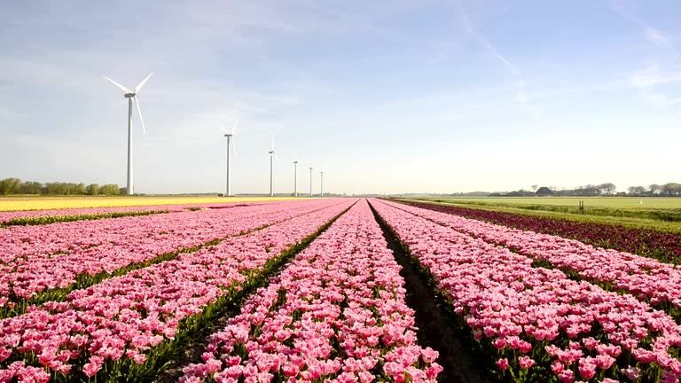 Big Dutch colorful tulip fields with wind turbines