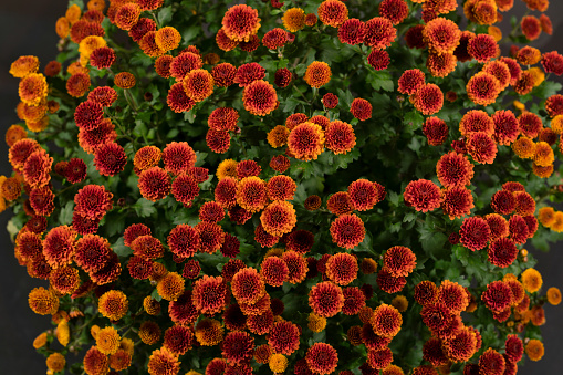 Flowers of chrysanthemums in a pot isolated on black background. Flat lay, top view