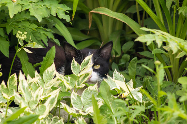 istock Magic black and white cat with green eyes sitting in bright green grass 872402376