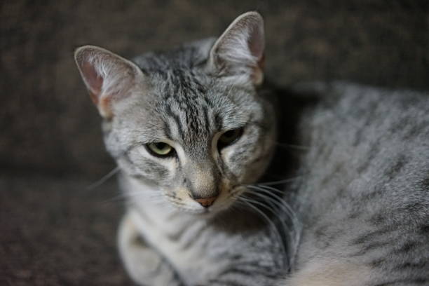 istock Egyptian mau in a room 872404600