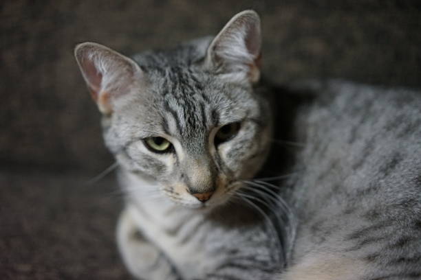 istock Egyptian mau in a room 872404678