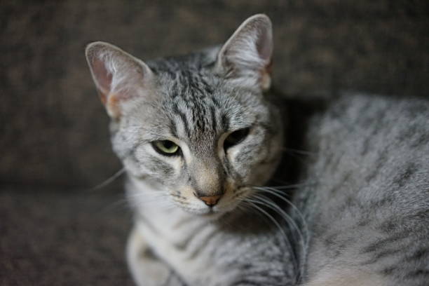 istock Egyptian mau in a room 872407228