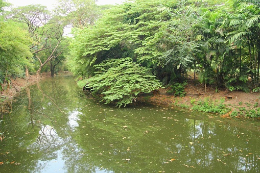 Tropical forest on the river
