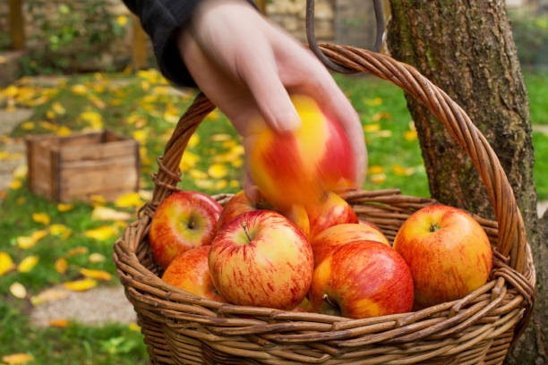 istock Farmer Picks Red Apples in the Garden. 872409094