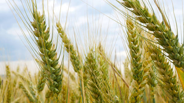 деталь пшеничного поля перед сбором урожая. - wheat winter wheat cereal plant spiked стоковые фото и изображения