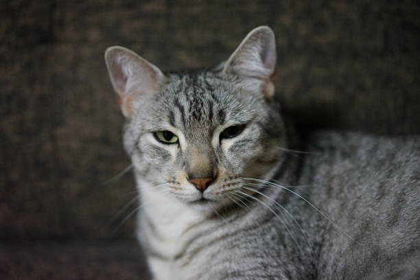 istock Egyptian mau in a room 872409608