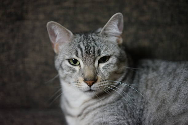 istock Egyptian mau in a room 872409668