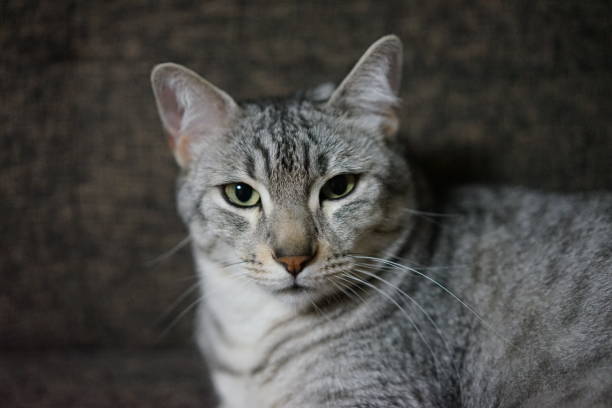 istock Egyptian mau in a room 872409728