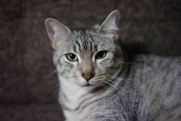 istock Egyptian mau in a room 872409810