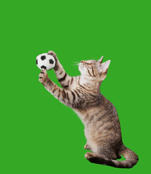istock soccer cat on green screen 872414446