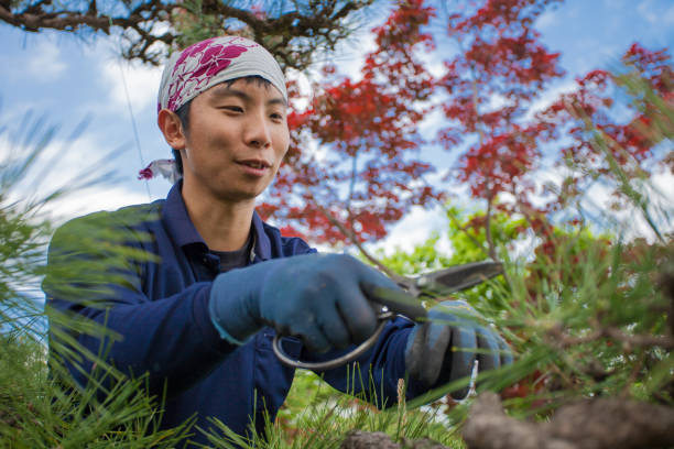 istock Young Japanese Gardener 872417078