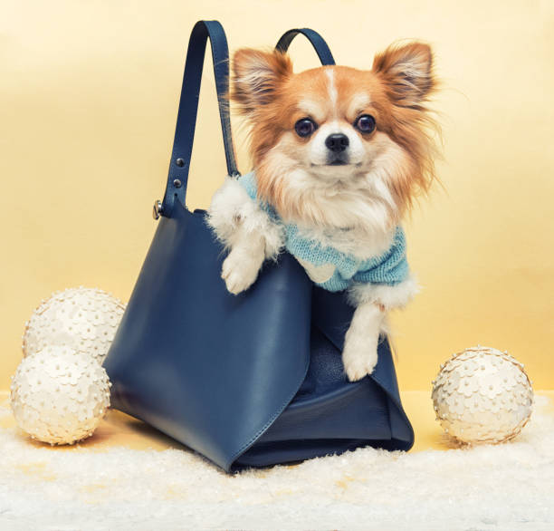 Perro pequeño en la bolsa - foto de stock