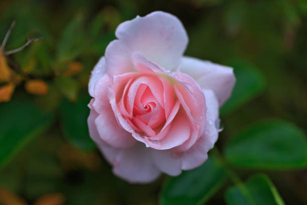 istock Pink rose with water drops 872421610