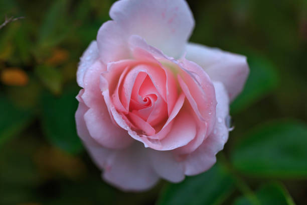 istock Pink rose with water drops 872421612