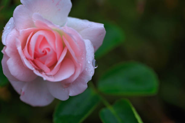 istock Pink rose with water drops 872421618