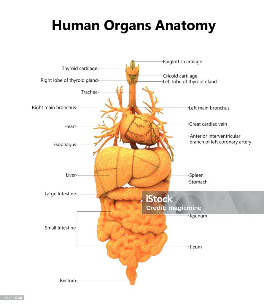 Giải Phẫu Nội Tạng Cơ Thể Người Hình ảnh Sẵn có - Tải xuống Hình ...