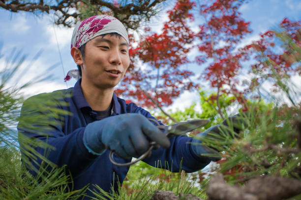 istock Young Japanese Gardener 872424186