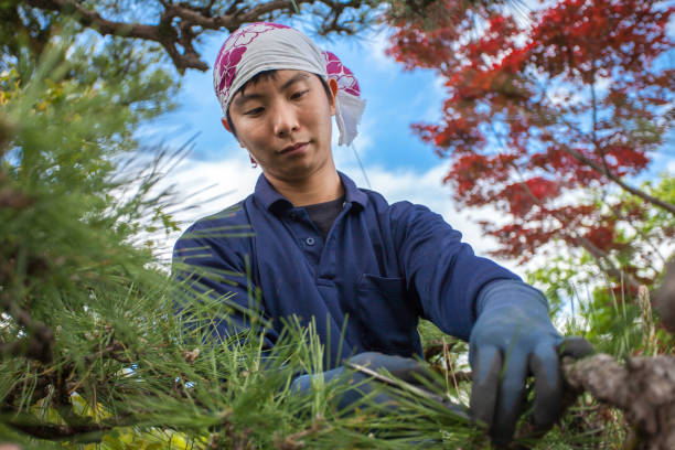 istock Young Japanese Gardener 872424706