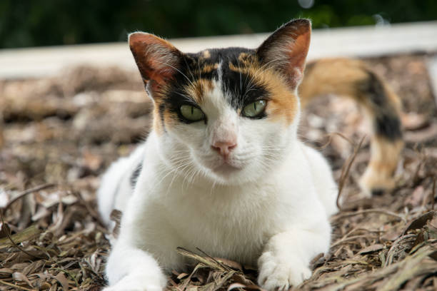 istock A fat white cat sleeping on the roof and looking 872433266