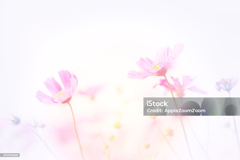 코스모스 꽃밭 아름 다운 핑크색 꽃의 부드러운 이미지 0명에 대한 스톡 사진 및 기타 이미지 - 0명, 가을, 계절 - iStock