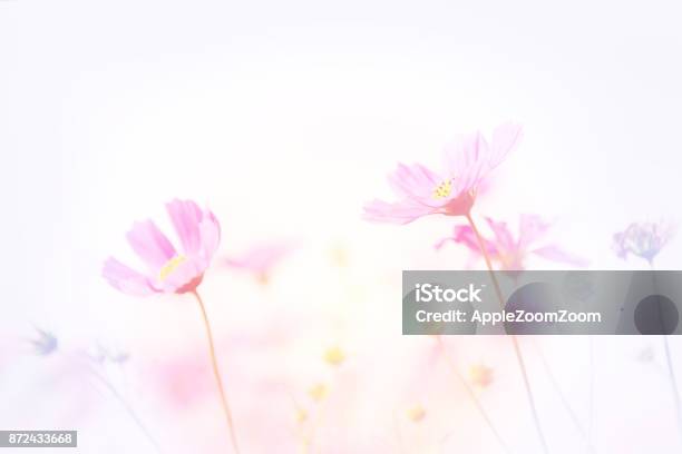 코스모스 꽃밭 아름 다운 핑크색 꽃의 부드러운 이미지 0명에 대한 스톡 사진 및 기타 이미지 - 0명, 가을, 계절 - Istock