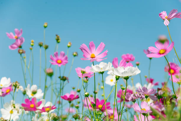 istock Pink and white Cosmos flower on blue sky 872433690