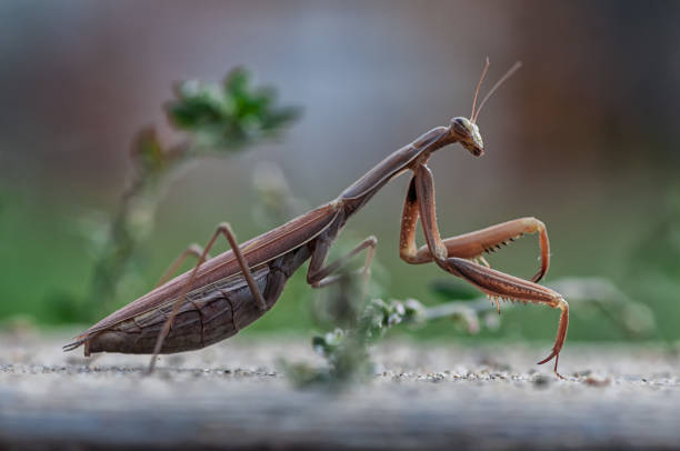 istock Closeup of a Praying Mantis 872436880