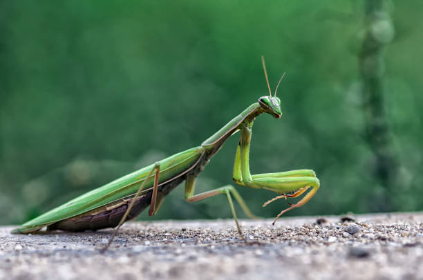 istock Closeup of a Praying Mantis 872436884