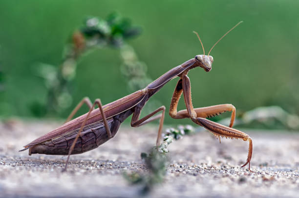 istock Closeup of a Praying Mantis 872436888