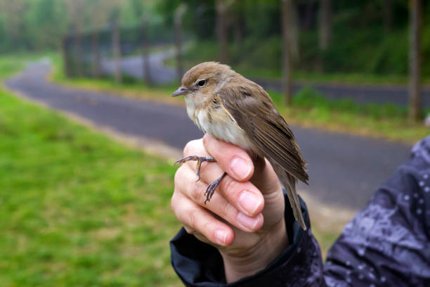 istock Garden Warbler before release after banding. British Trust for Ornithology ringing birds 872437590