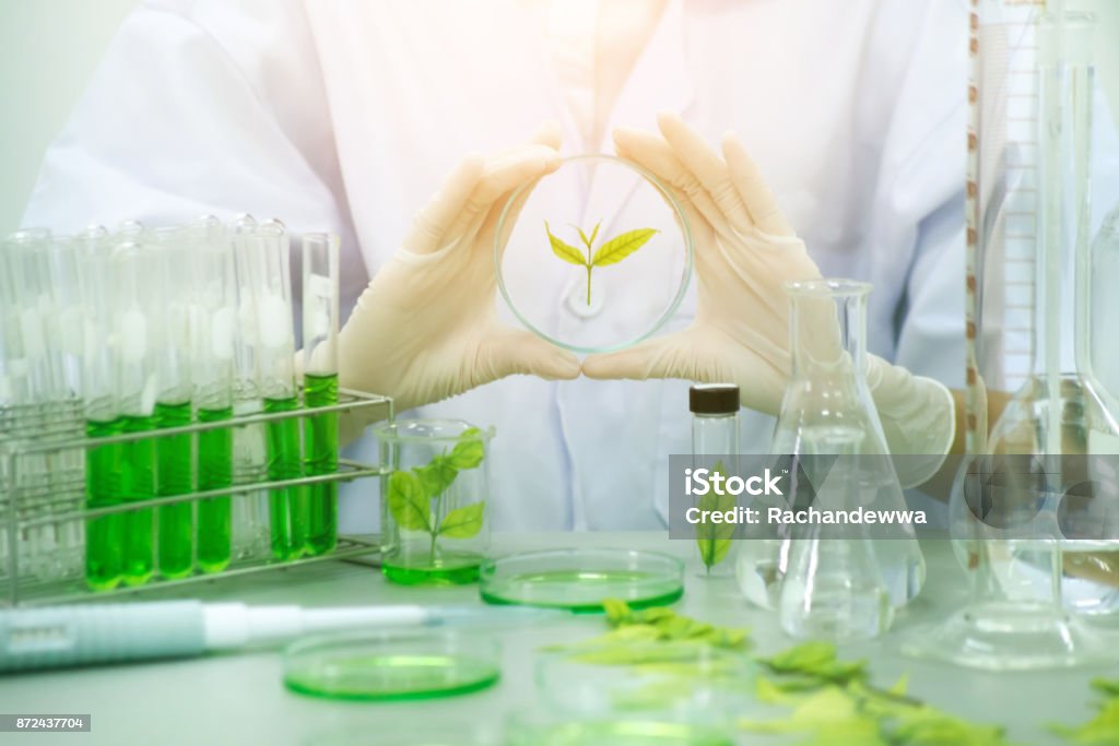 Médecine de fines herbes de recherche au laboratoire, test pharmaceutique - Photo de Laboratoire libre de droits