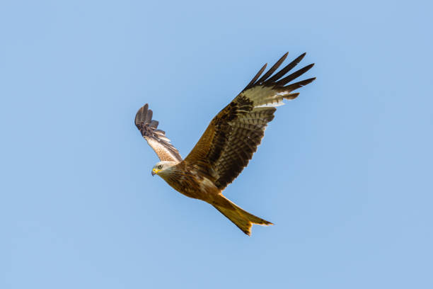 istock close view flying red kite (milvus milvus) raptor bird, wings, blue sky 872441426