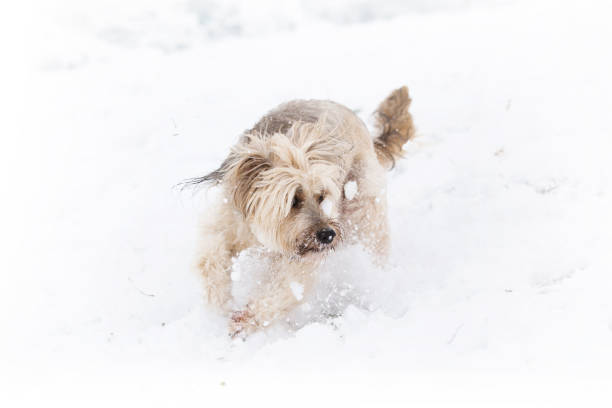 istock Winter dog in the snow 872441588