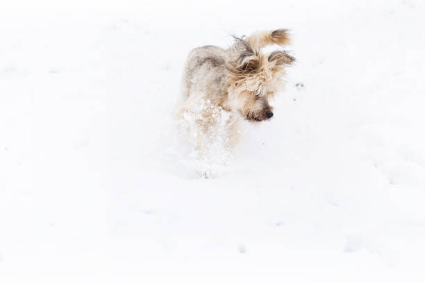 istock Winter dog in the snow 872441606